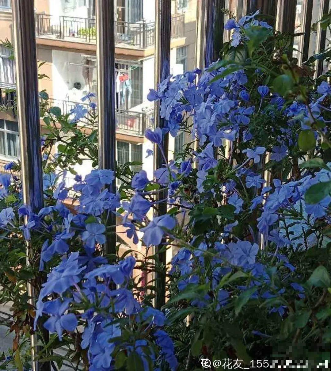 室内小窗台,养点小众盆栽,气质瞬间不一样 室内小窗台,养点小众盆栽,气质瞬间不一样