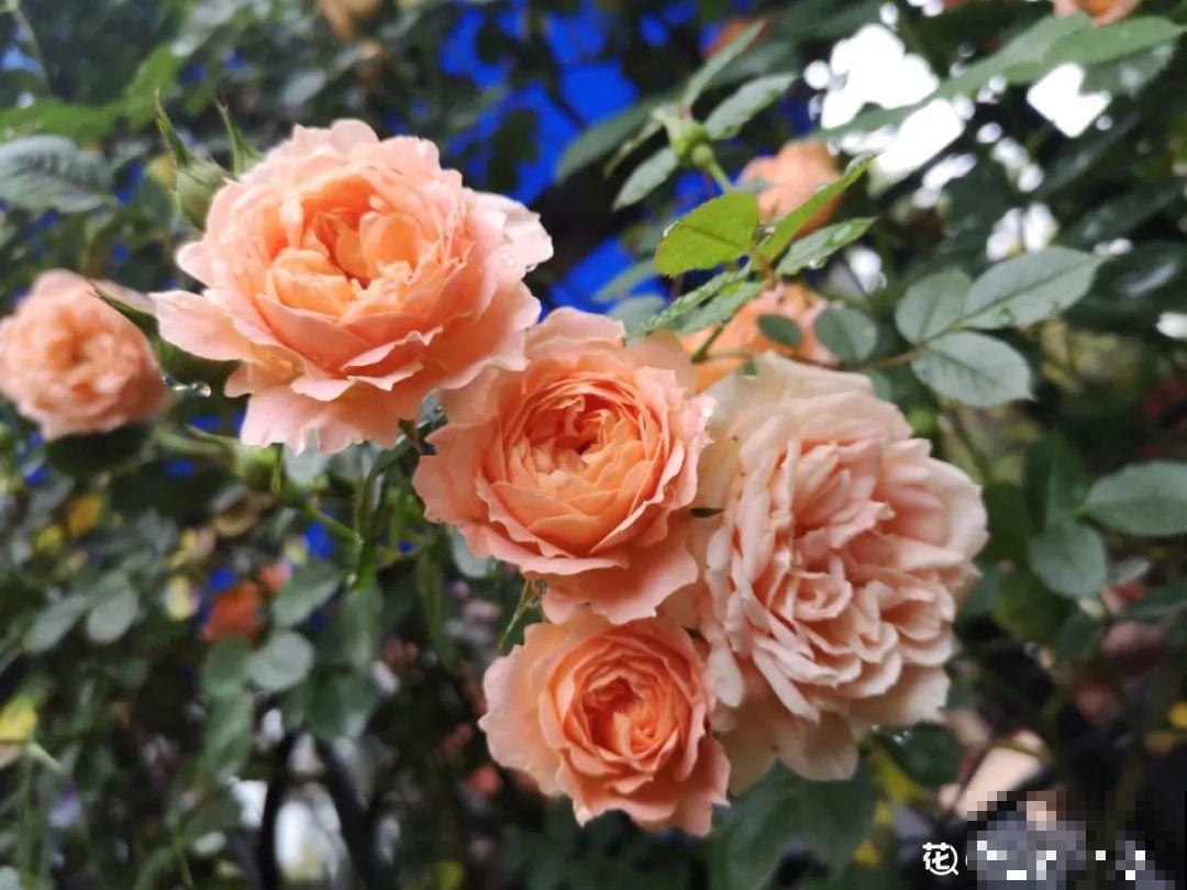 家里养了月季,花后使劲剪,越剪越开花,真省心 家里养了月季,花后使劲剪,越剪越开花,真省心