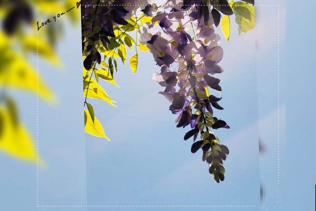 耐盐碱的紫藤花，春天开花又多又香，还有满满的回忆