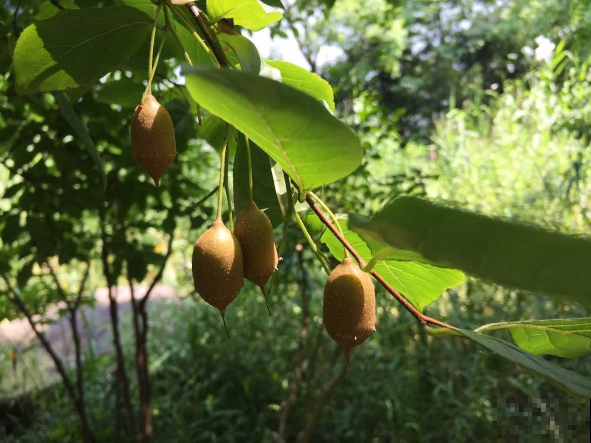 中国独有的树，开花满树白雪，结果像个“小秤锤”，见过的人太少