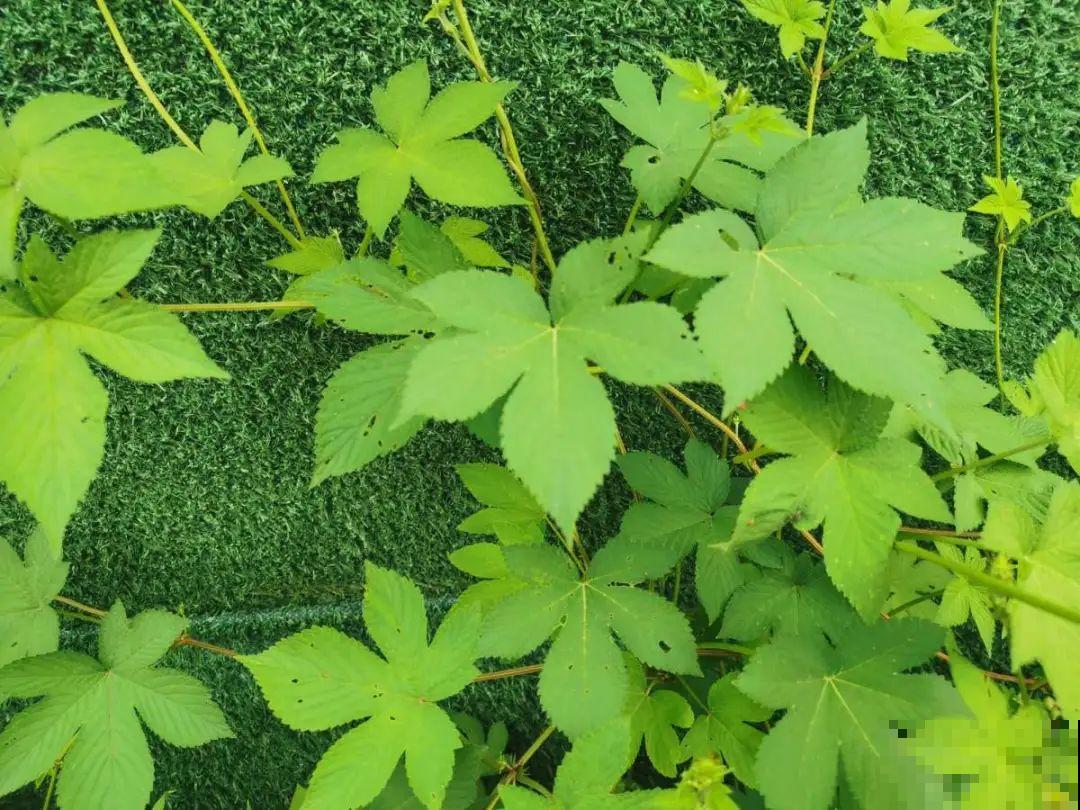 院子长出9种草，看到就铲除，留着就是大祸害