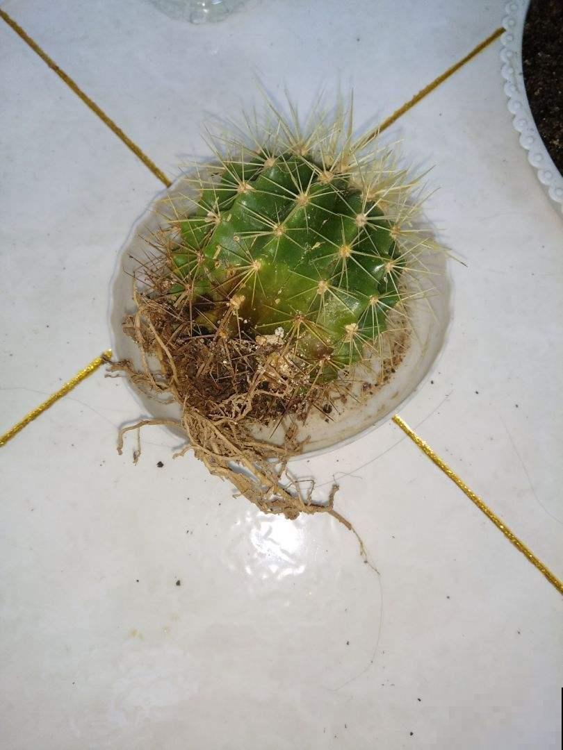 植物烂根不要怕,简单几步,就能妙手回春! 植物烂根不要怕,简单几步,就能妙手回春!