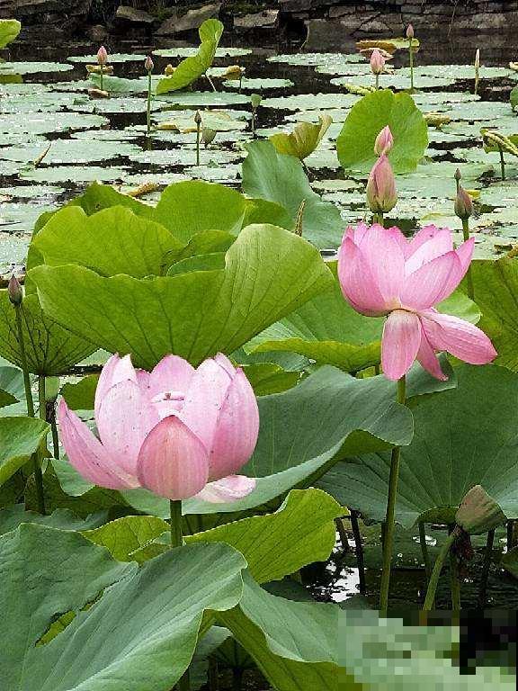 夏天要养耐热花，35度高温都能开花，超级耐晒