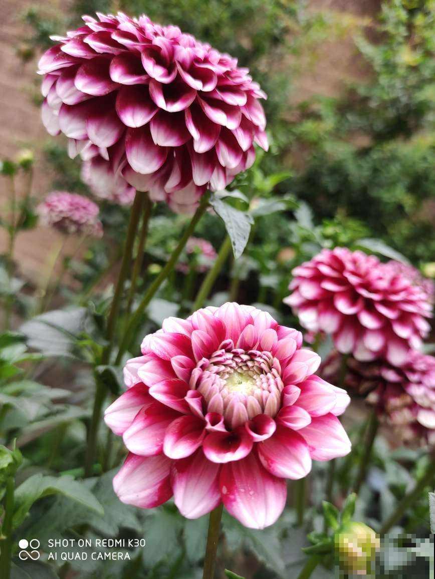 春天养这3种花，开花和碗一样大，种土里就开花