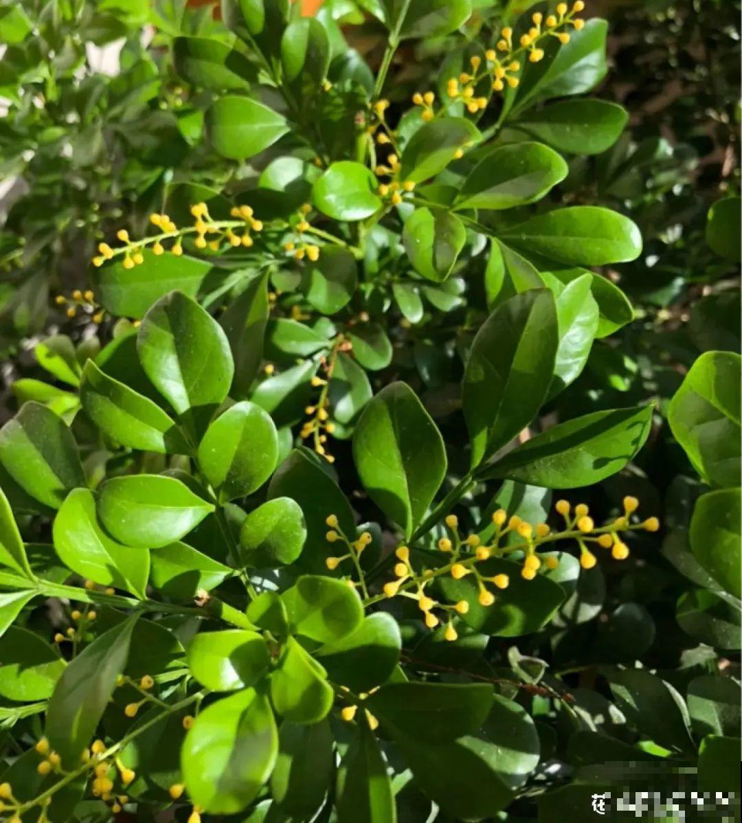 米兰花喜欢喝醋，一个月来一勺，花苞嘟噜噜冒