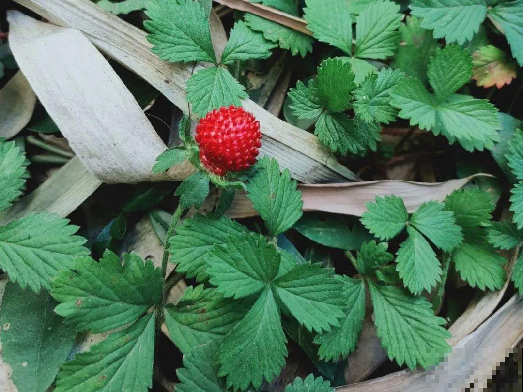 20种有毒花，看见绕道儿走，千万别乱摸