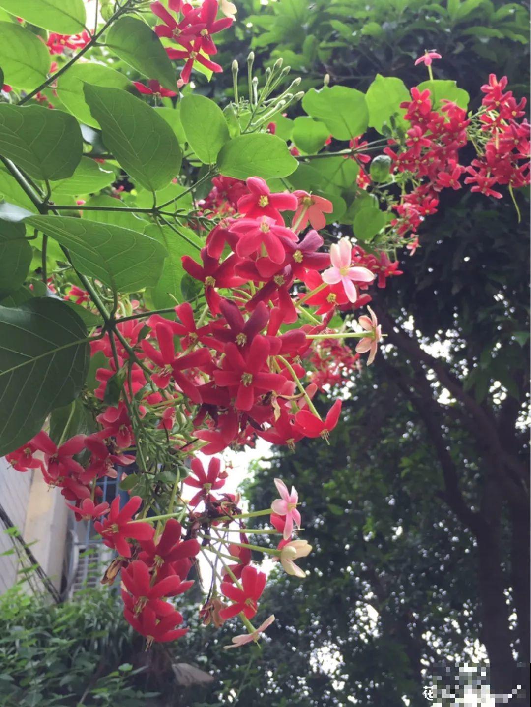 家里养盆香水花,满屋子飘香,还能净化空气 家里养盆香水花,满屋子飘香,还能净化空气