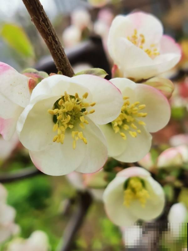 这5种花，是春天的代表性花草，种上几株，满满的春天气息！