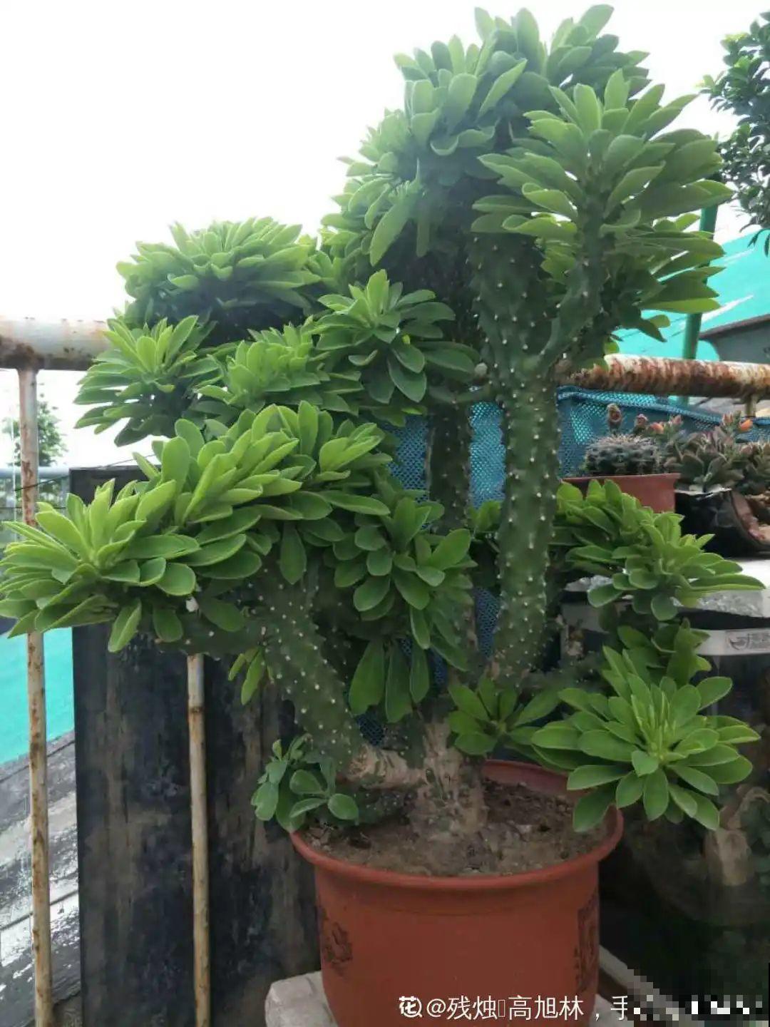 家里养棵“丑八怪”，霸气镇宅，越养越爱