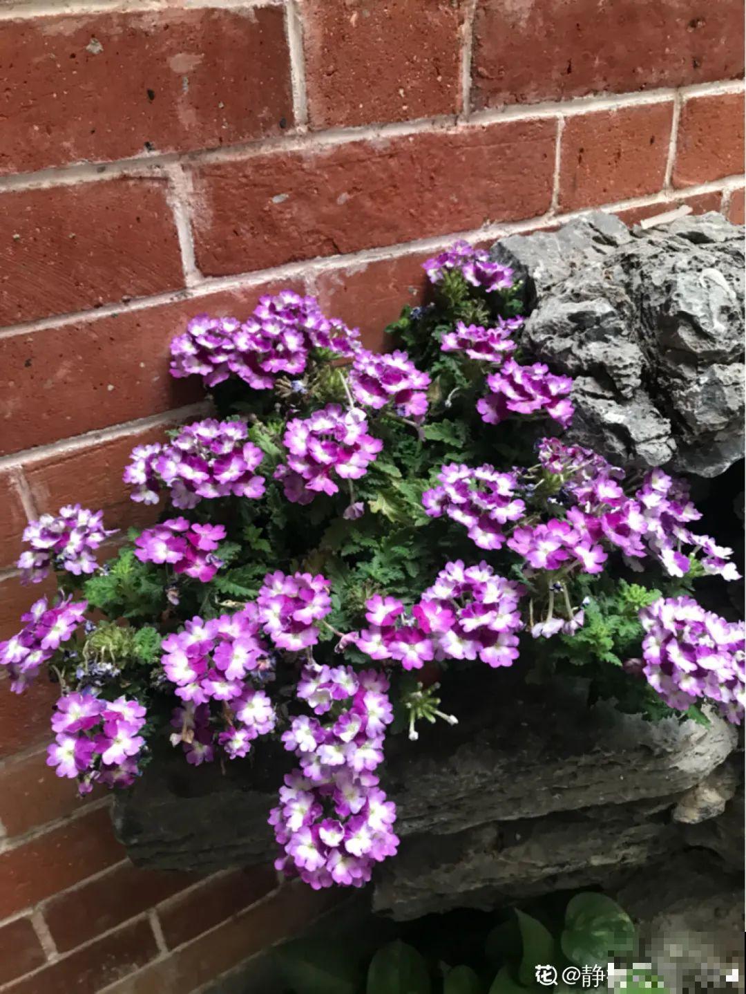 8种花一开就泛滥,个个爆成大花球,一年能开4、5次! 8种花一开就泛滥,个个爆成大花球,一年能开4、5次!