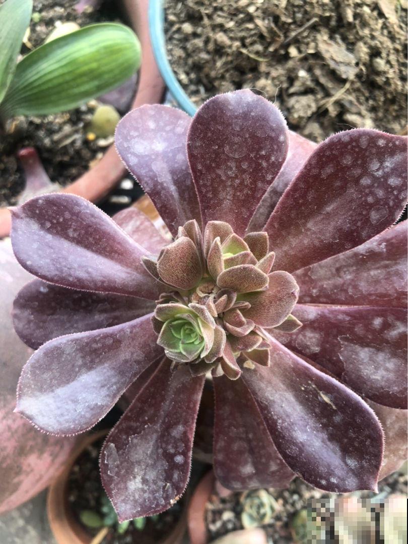 多肉长不动？一刀砍去头，轻松长爆盆！