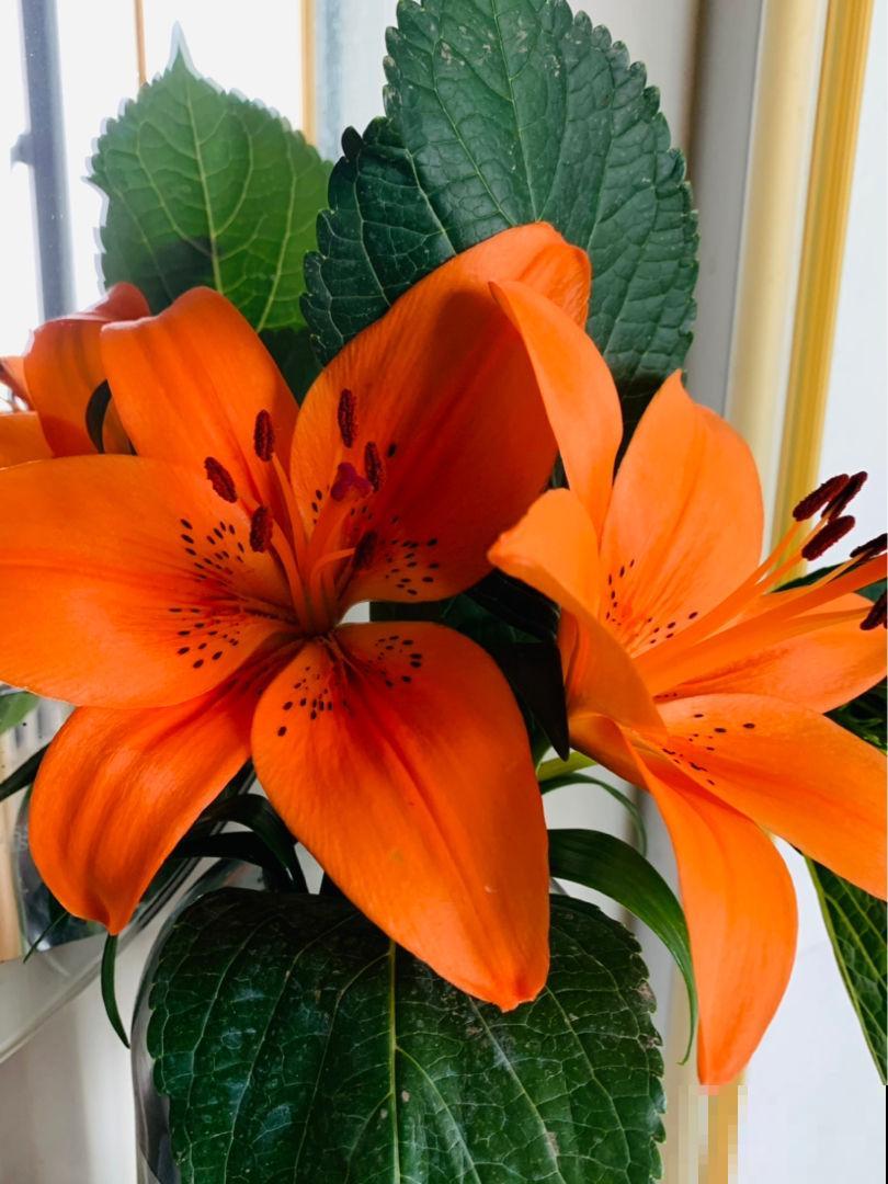 家里有个小院子，养花喝茶一辈子