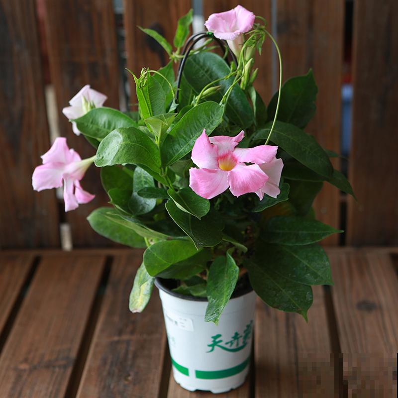 逛花市看到3种花，别嫌弃，赶紧买回家，夏天开爆