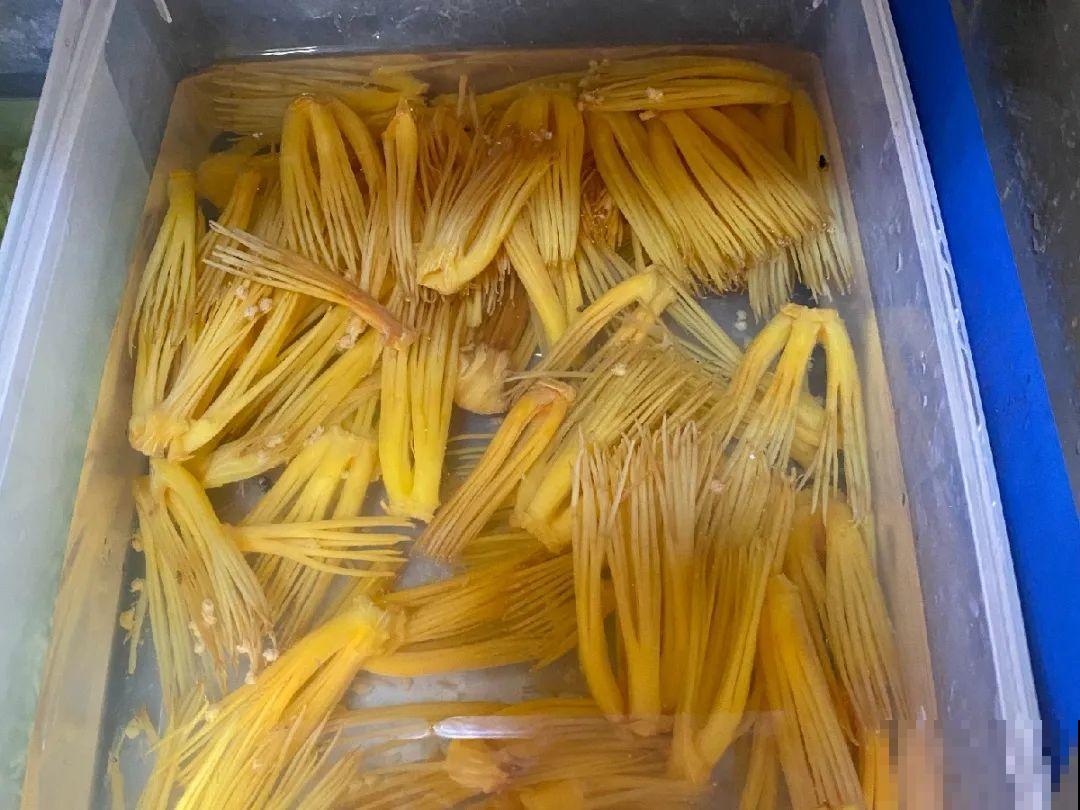 香飘飘的花,吃一口满嘴花香,再不吃就没了 香飘飘的花,吃一口满嘴花香,再不吃就没了