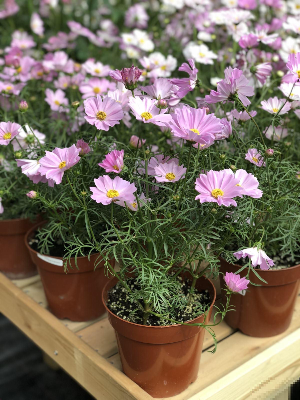 能够开成球的5种花,花期长,轻松就能养活! 能够开成球的5种花,花期长,轻松就能养活!