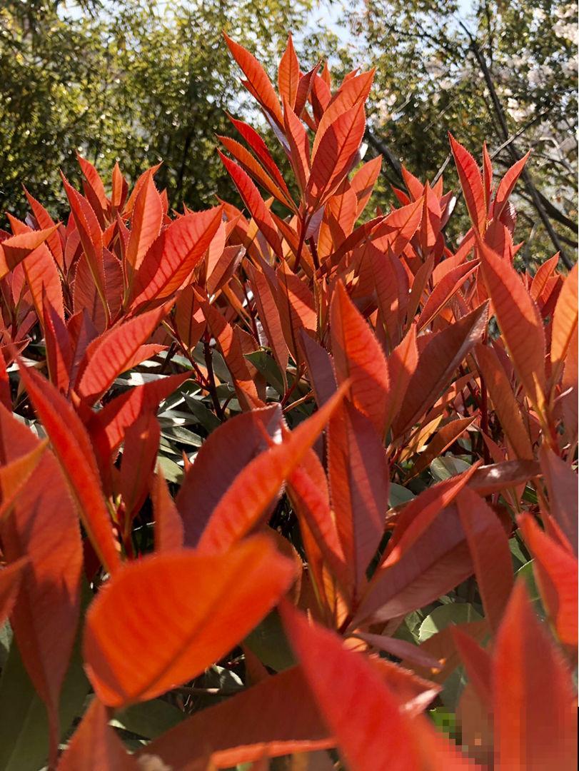 路边的树一开花,简直美翻了,远看像是蓝色的“雾” 路边的树一开花,简直美翻了,远看像是蓝色的“雾”