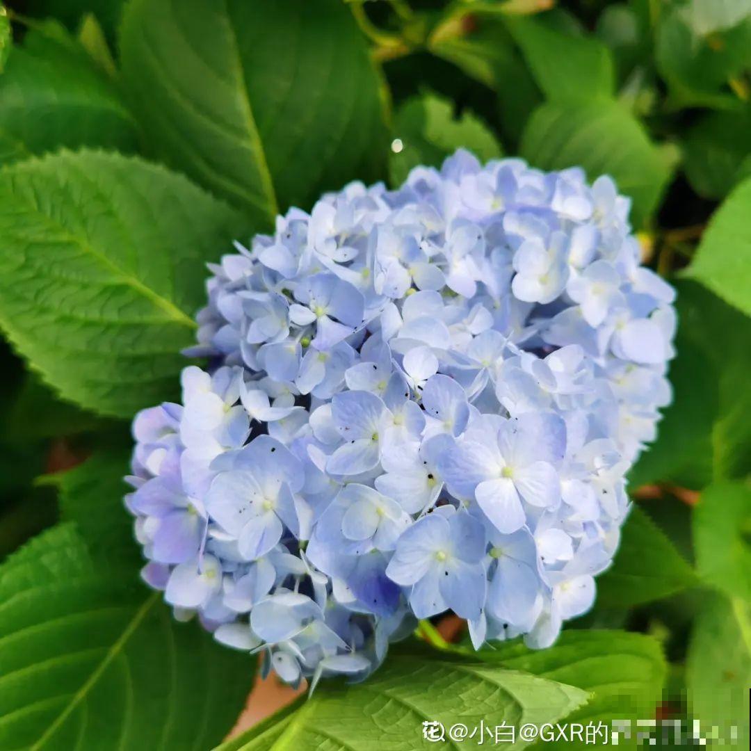 5种花不能淋雨，容易生病斑，搬屋里最保险