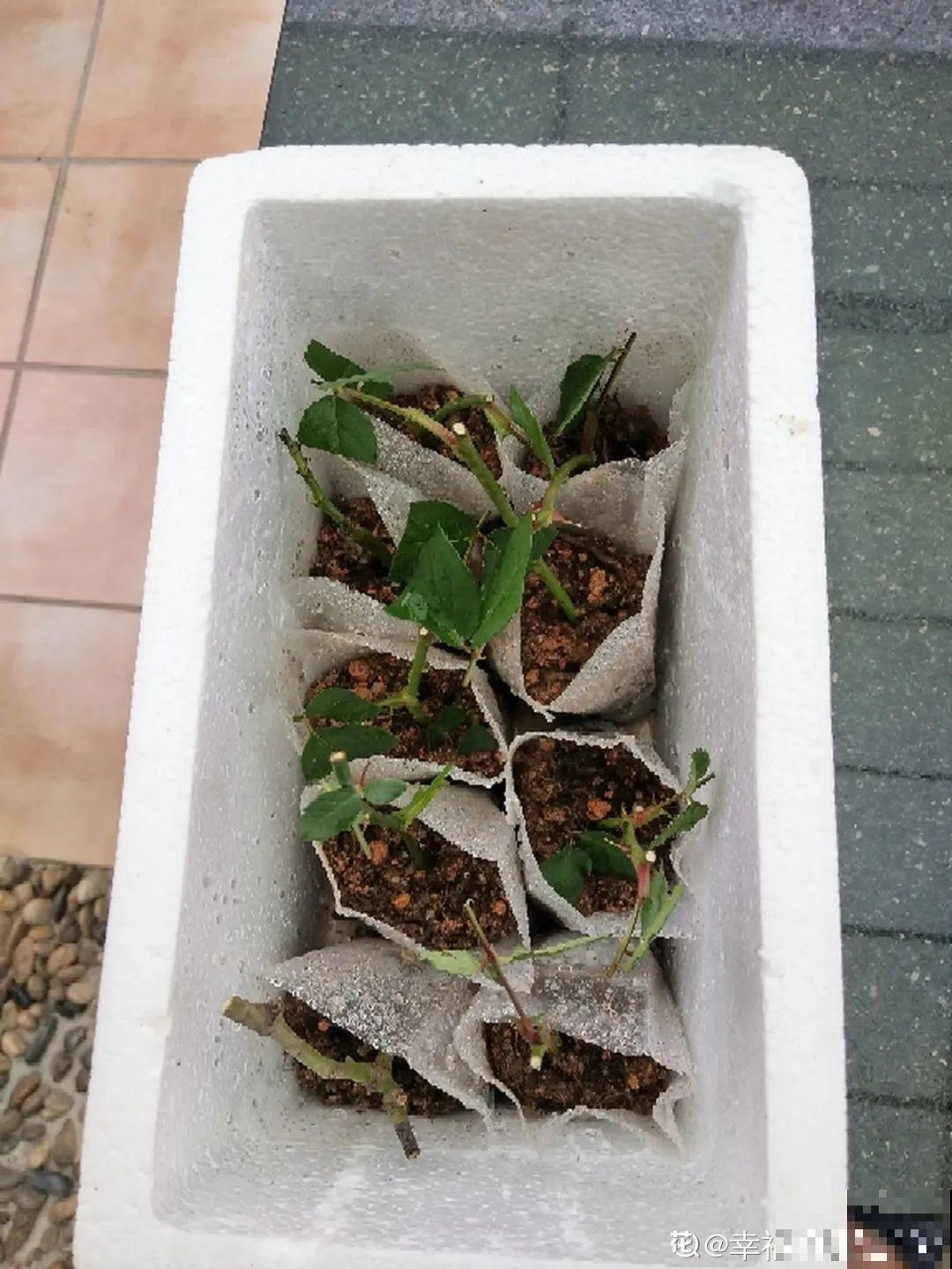 扦插3大“神器”,你家就有不少,成功率特高 扦插3大“神器”,你家就有不少,成功率特高