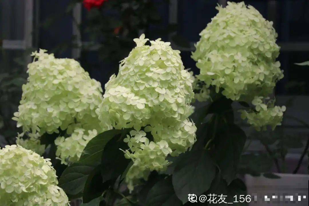 春天养盆绿色花,看着清爽干净,今年一定要养一盆 春天养盆绿色花,看着清爽干净,今年一定要养一盆