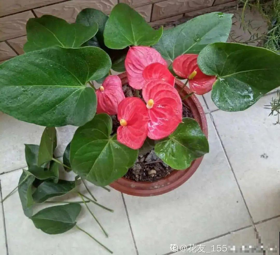 长寿开花后，要好好修剪，很快冒新芽