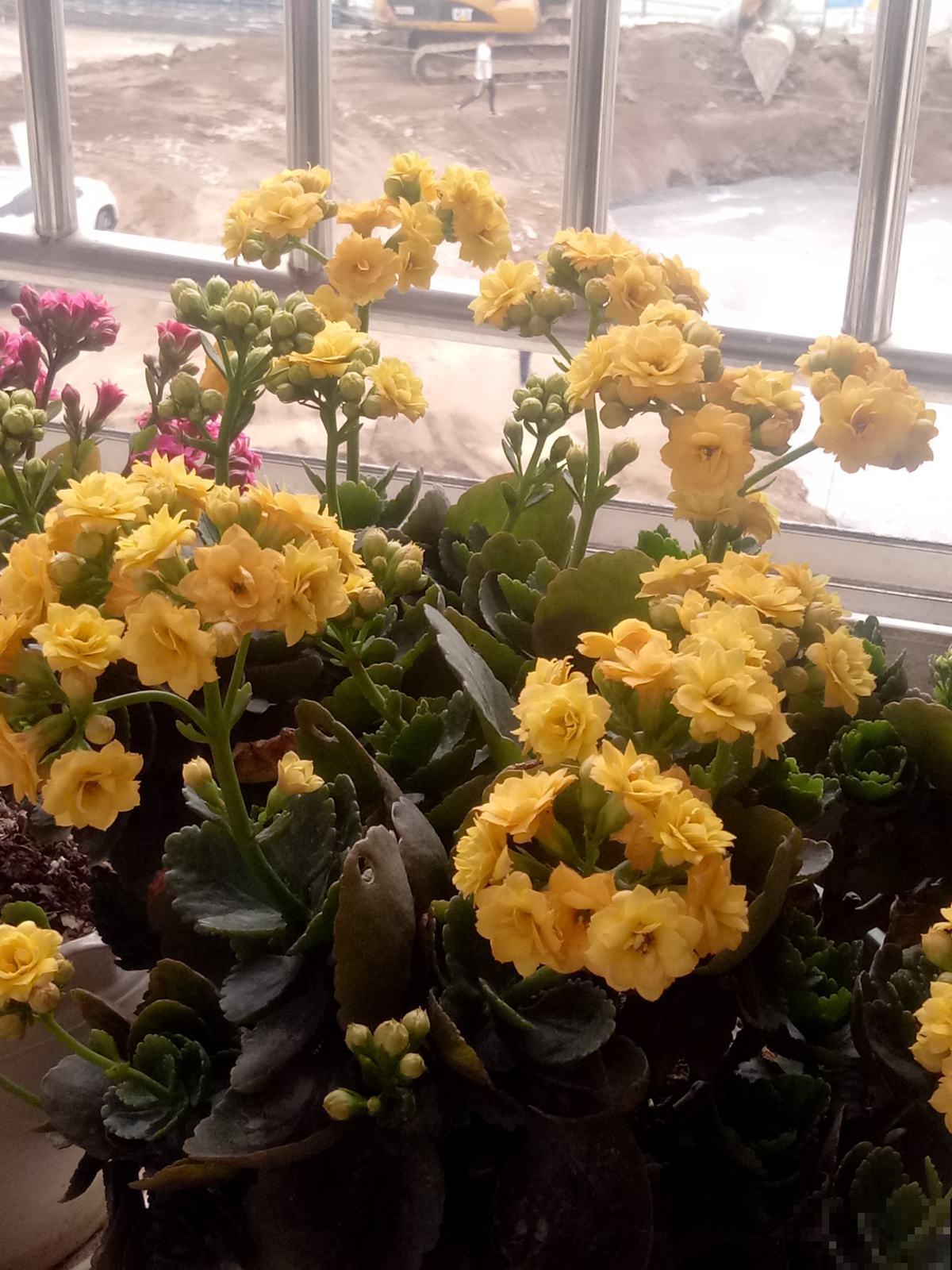 新手养花，记住“6个有”，把花养活没问题