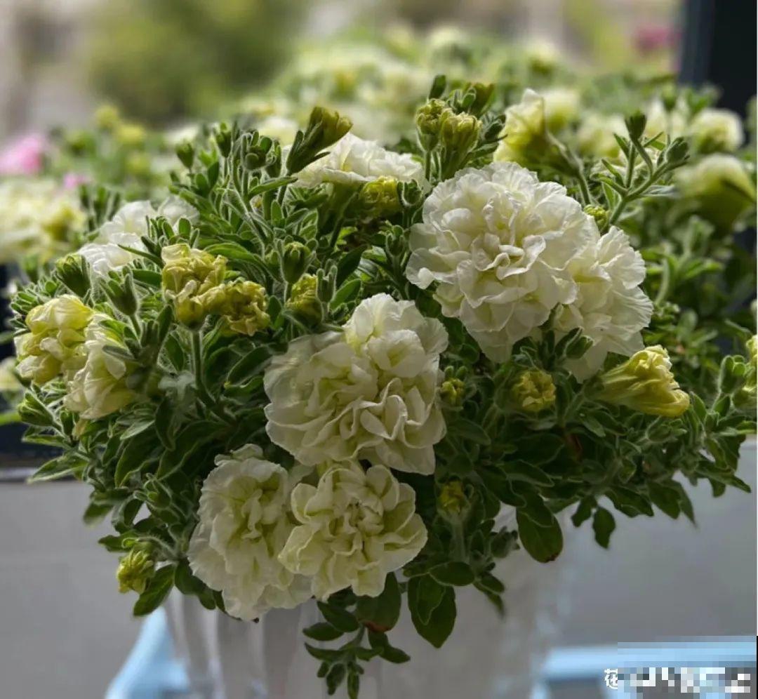 春天养盆绿色花,看着清爽干净,今年一定要养一盆 春天养盆绿色花,看着清爽干净,今年一定要养一盆