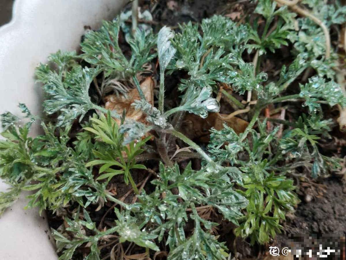 5月初长势超旺的野菜，山上溜达一圈，能摘好几袋子