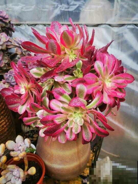 多肉不想“夏必死”，现在就要做准备，不然夏天只剩下空盆