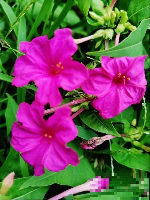 这5种花,晚上才开,个个美得别致! 这5种花,晚上才开,个个美得别致!