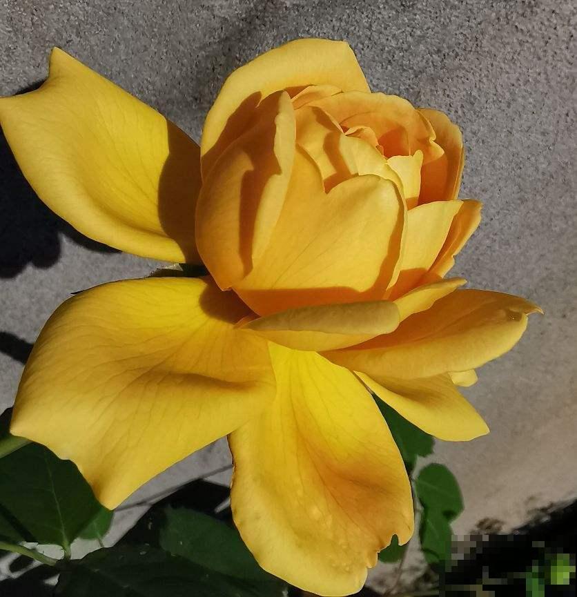 5个养花好方法,养花高手们都在用,特简单 5个养花好方法,养花高手们都在用,特简单