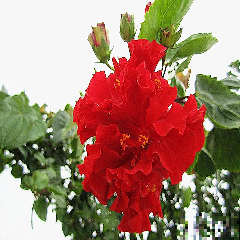 农村路边常见的花，都是药材，功效还不少