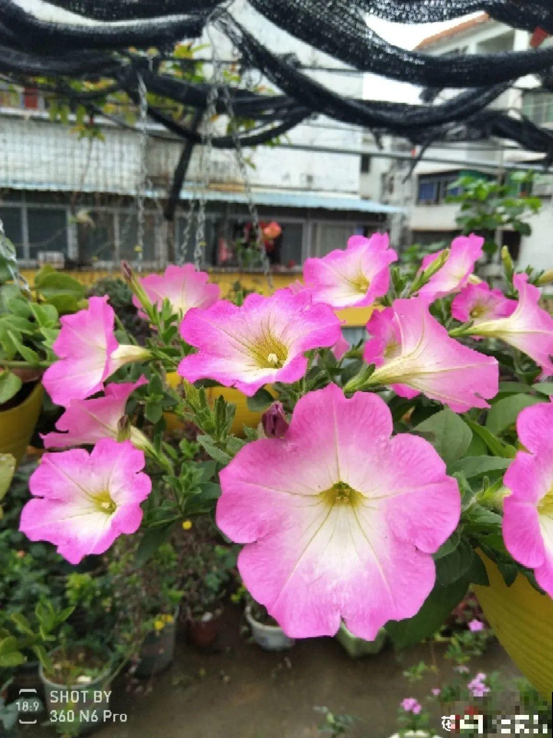 矮牵牛得剪一剪，才能开花多，满盆都是花苞！