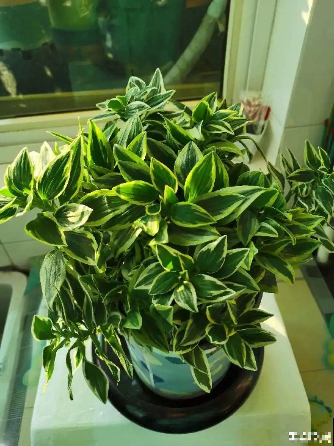 六出花特耐旱，浇水少也能疯长，开花比杜鹃还美