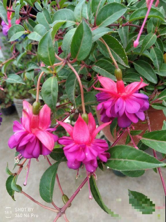 “小吊灯”呼呼掉花，原来是4点养护没注意