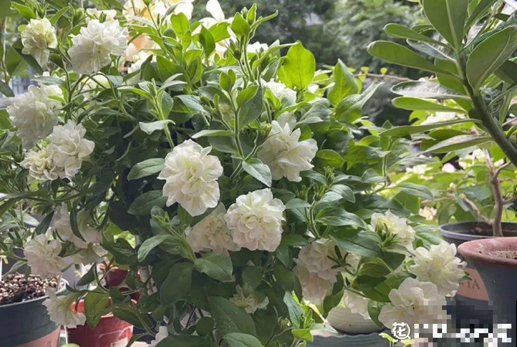 春天养盆绿色花,看着清爽干净,今年一定要养一盆 春天养盆绿色花,看着清爽干净,今年一定要养一盆