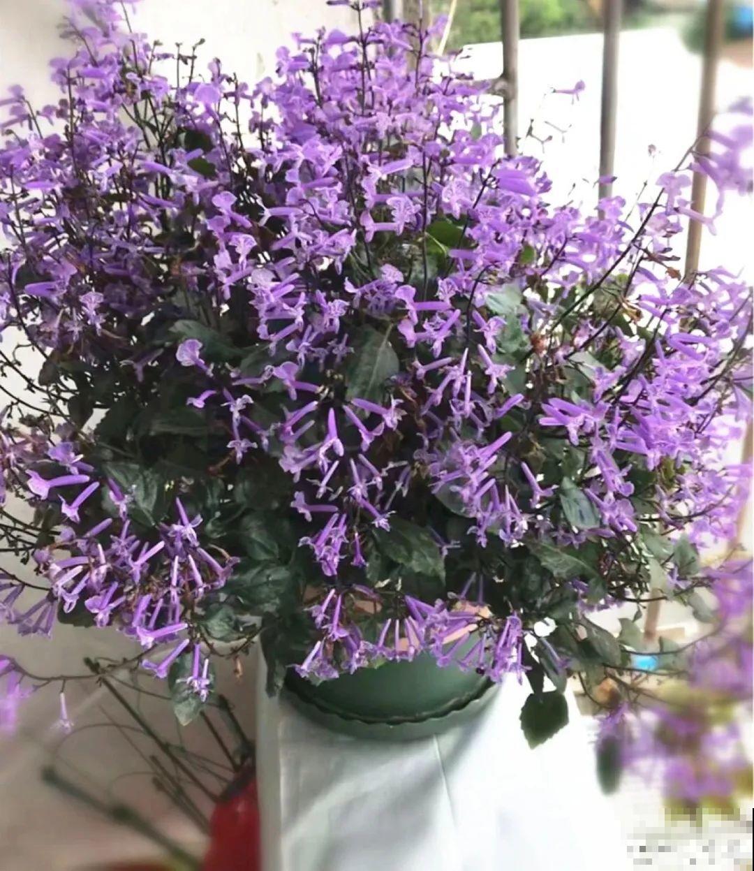 28种耐阴花，没光也能开爆盆，养在家里超有范儿