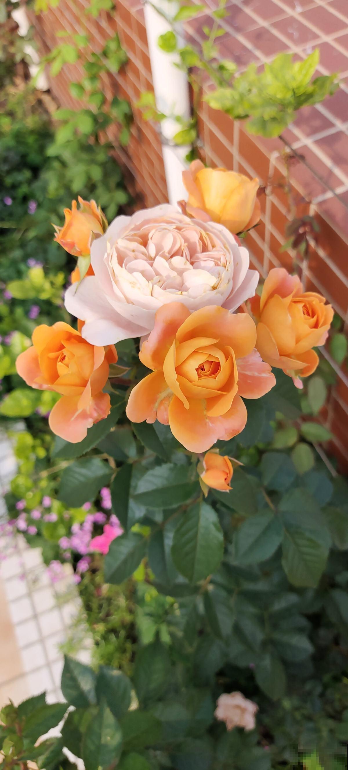 “阳台党”的福音!5种微月适合小阳台,养一盆就能开爆 “阳台党”的福音!5种微月适合小阳台,养一盆就能开爆