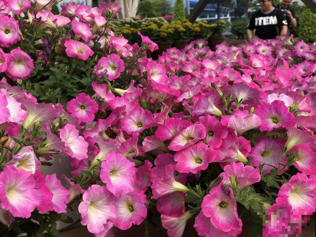 矮牵牛这么种,成活率高,轻松长出大花球! 矮牵牛这么种,成活率高,轻松长出大花球!