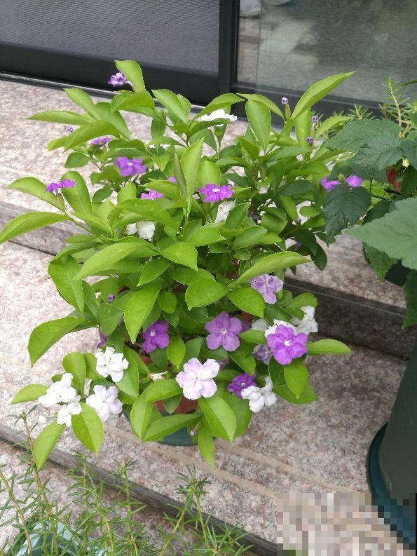 一盆花开出三个颜色，能变色的花特神奇，现在养正是开花季