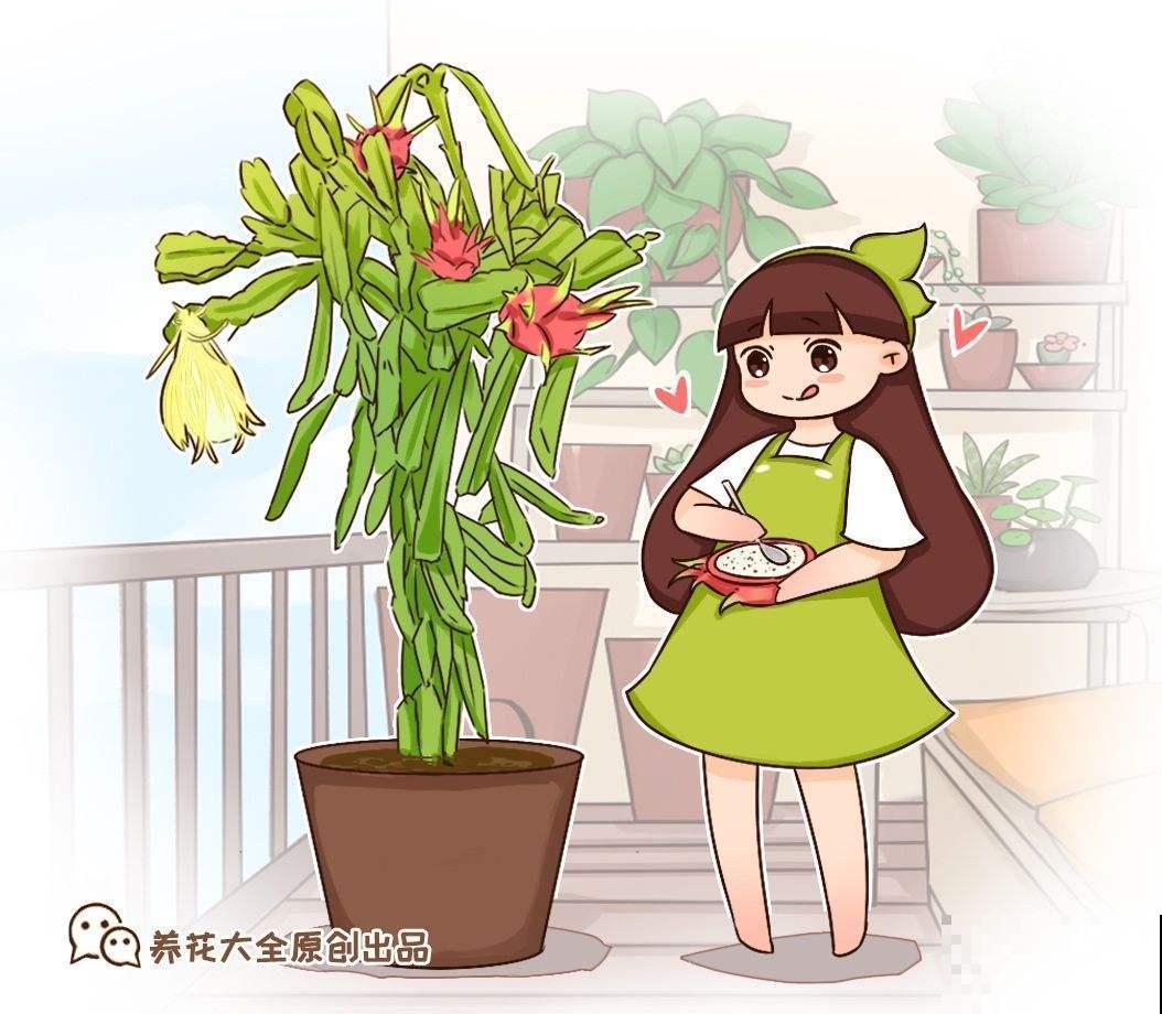 阳台种棵火龙果，果子爬满了枝头，可馋坏了邻居！