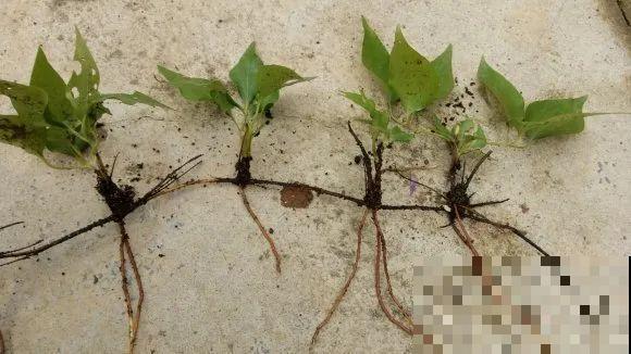 春天最佳繁殖季，扦插播种分株压条，成活率特高