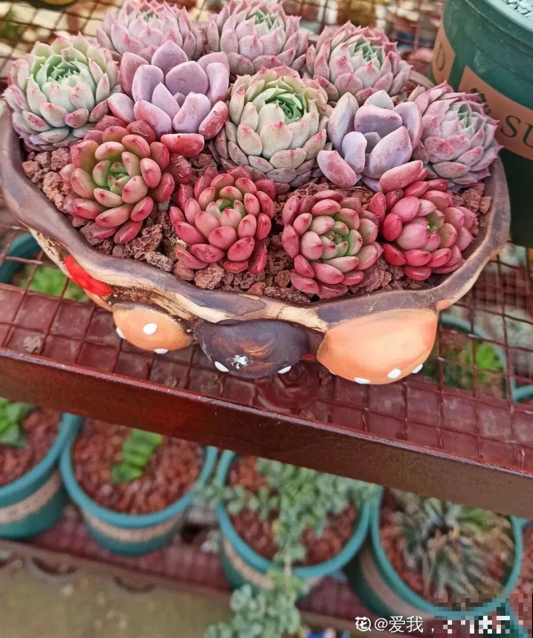 初春浇水要谨慎，浇水浇不对，小心全军覆没