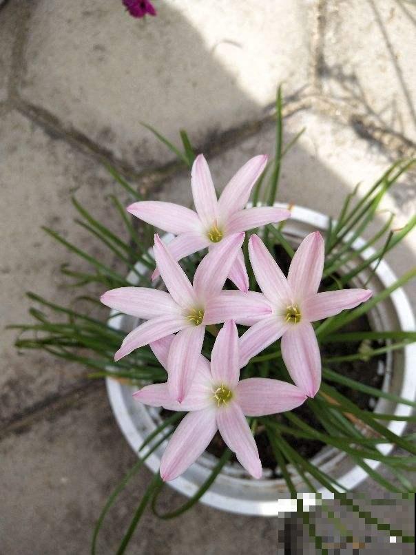 垃圾桶边捡的种球,回家种地里,淋雨开花一大片 垃圾桶边捡的种球,回家种地里,淋雨开花一大片