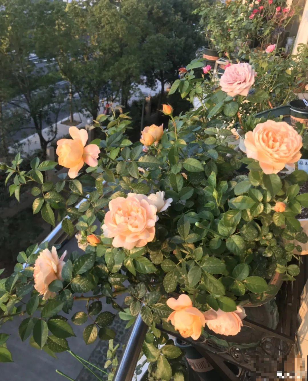 适合大门口养的花，开花时间要长，开花也要大气