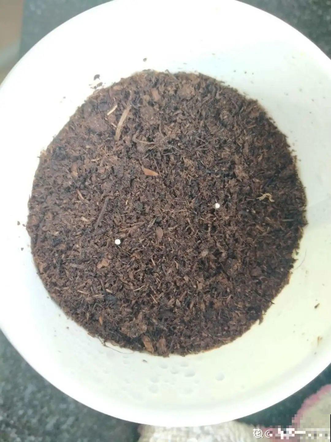 11种常见花，现在扦插，成活率特高