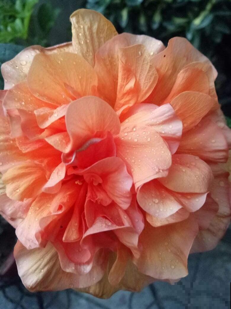 扶桑开花比拳头大，养护注意4点，花苞一个都不掉