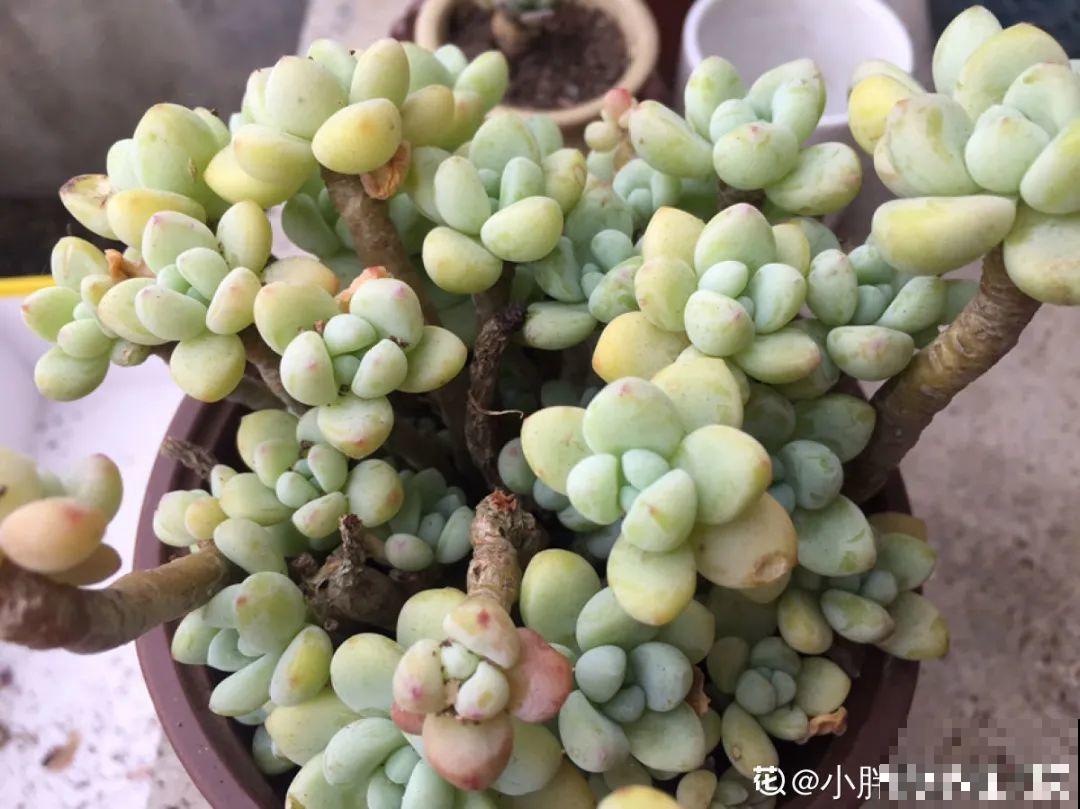 4月是养多肉的黄金期,浇水、施肥···都有窍门,现在知道还不晚 4月是养多肉的黄金期,浇水、施肥···都有窍门,现在知道还不晚