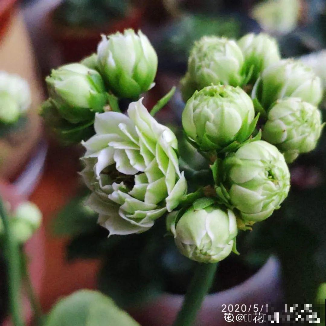 春天养盆绿色花,看着清爽干净,今年一定要养一盆 春天养盆绿色花,看着清爽干净,今年一定要养一盆