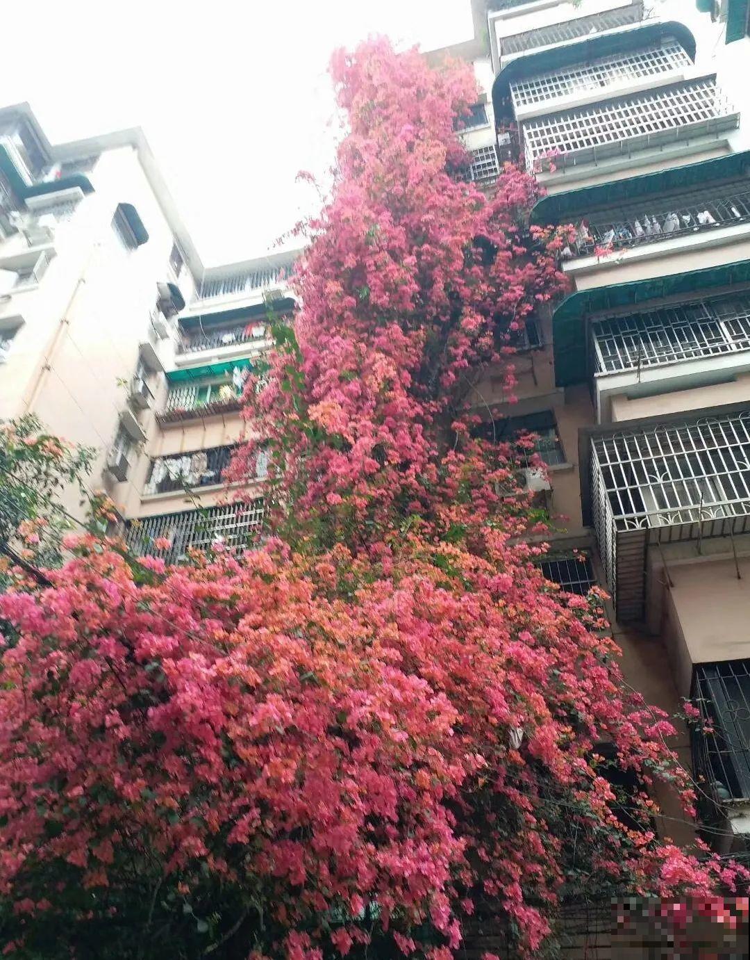 30米高三角梅，千年的紫藤树···5种花越老越值钱
