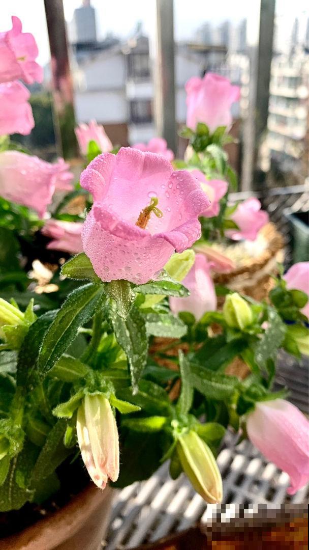 春天植物开始苏醒,养花要注意“5要点”,才能长得壮 春天植物开始苏醒,养花要注意“5要点”,才能长得壮